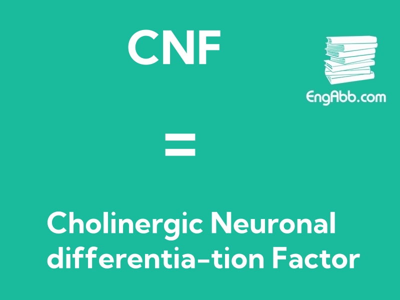 “‌CNF”是“Cholinergic Neuronal differentia-tion Factor”的缩写，意思是“胆碱能神经元分化因子”